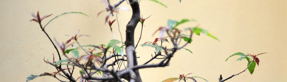 ときどき未来予報